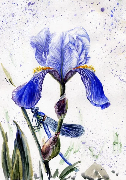 Dibujo Acuarela Iris Azul Libélula —  Fotos de Stock