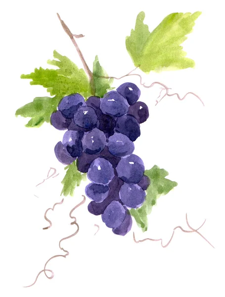 Watercolor Drawing Branch Dark Grapes Stock Kép