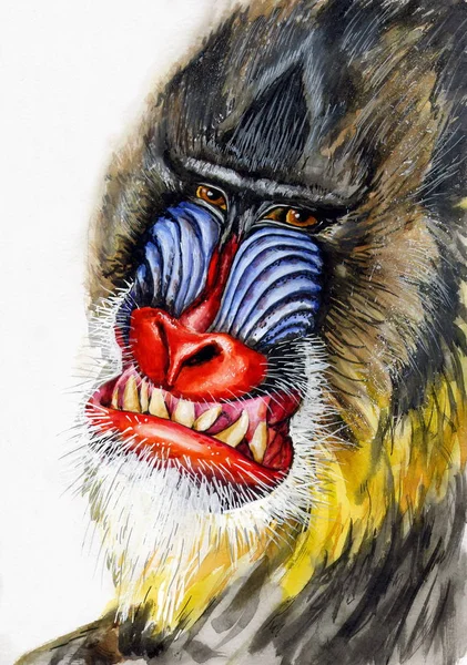 Akvarell Ritning Monkey Mandrill Porträtt — Stockfoto