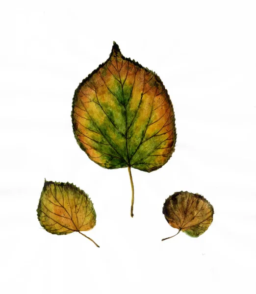 Watercolor Drawing Autumn Leaves Linden — Stock Photo, Image