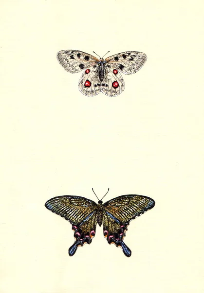 Akwarela Rysunek Swallowtail Motyle Apollo Bianor — Zdjęcie stockowe