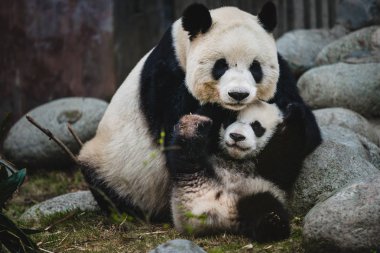 dev panda