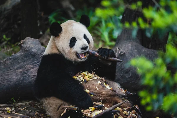 Panda gigant — Fotografie, imagine de stoc