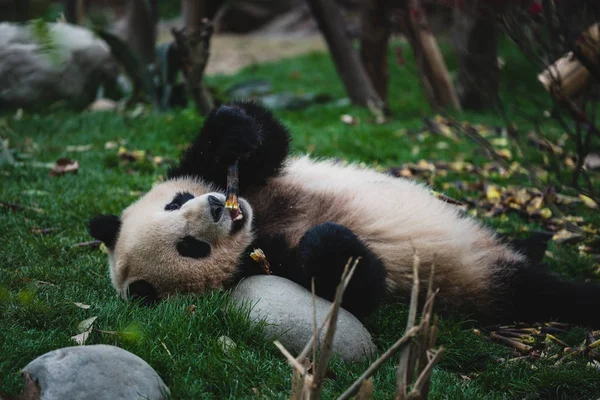 Panda gigant — Fotografie, imagine de stoc