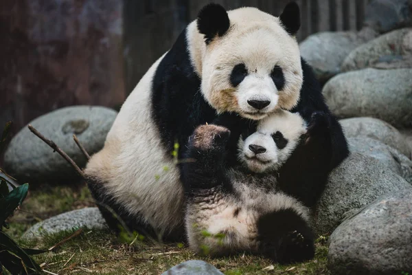 Panda Velká — Stock fotografie