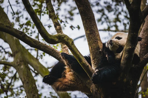 Panda gigant — Fotografie, imagine de stoc