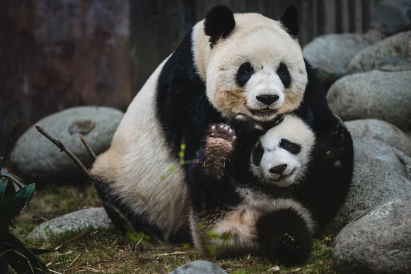 Panda Velká — Stock fotografie