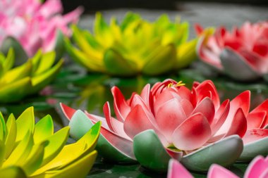 Lotus çiçeği.