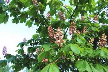 Pembe ve mor çiçekler ile çiçek açan kestane dalları yakın. Gökyüzü arka planda bahar çiçekli ağaç.