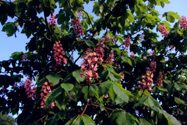 Pembe ve mor çiçekler ile çiçek açan kestane dalları yakın. Gökyüzü arka planda bahar çiçekli ağaç.