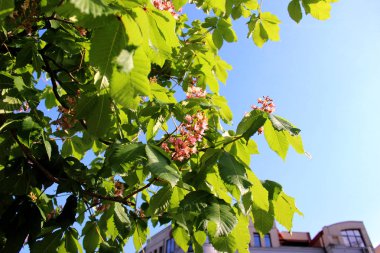 Pembe ve mor çiçekler ile çiçek açan kestane dalları yakın. Gökyüzü arka planda bahar çiçekli ağaç.