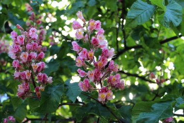 Pembe ve mor çiçekler ile çiçek açan kestane dalları yakın. Gökyüzü arka planda bahar çiçekli ağaç.