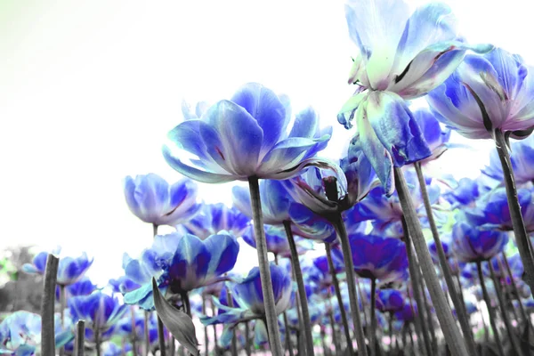 Kék Tulipánok Art Kert Virágzó Zöld Közelről Gyönyörű Természet Botanika — Stock Fotó