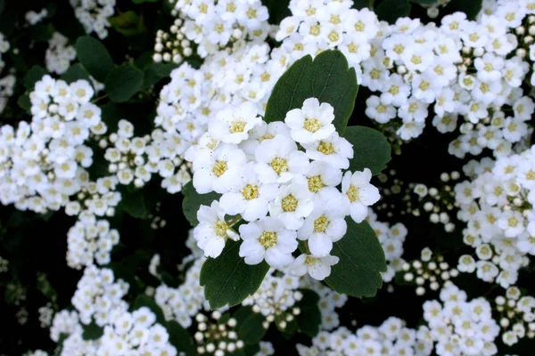 白い小さな花で咲く茂みがクローズアップ スピラエア カントニエンシス春に果樹を開花 — ストック写真