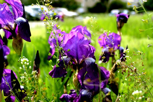 Purpurové Irisy Jsou Blízko Květiny Botaniky Pozadí Zelené Trávy — Stock fotografie