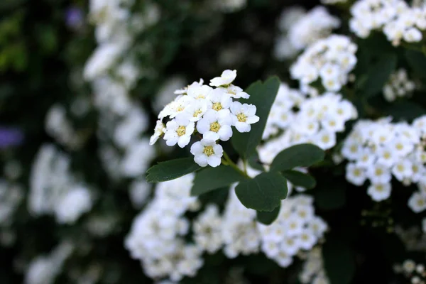 白い小さな花で咲く茂みがクローズアップ スピラエア カントニエンシス春に果樹を開花 — ストック写真