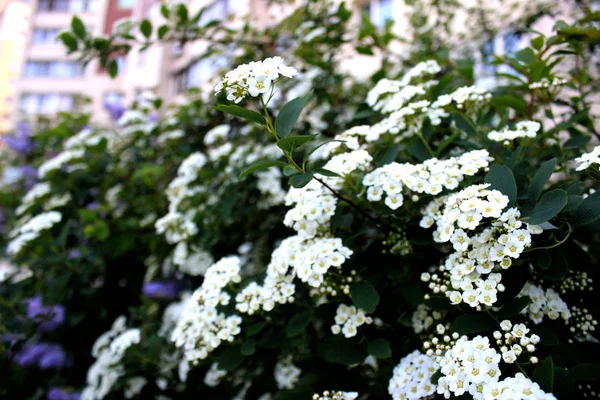 Cespuglio Fiorito Con Piccoli Fiori Bianchi Vicino Spiraea Cantoniensis Alberi — Foto Stock