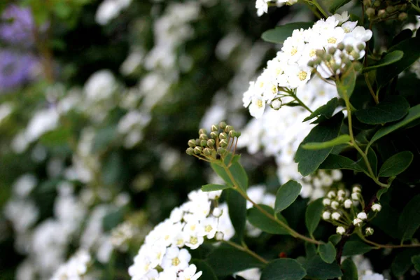 白い小さな花で咲く茂みがクローズアップ スピラエア カントニエンシス春に果樹を開花 — ストック写真