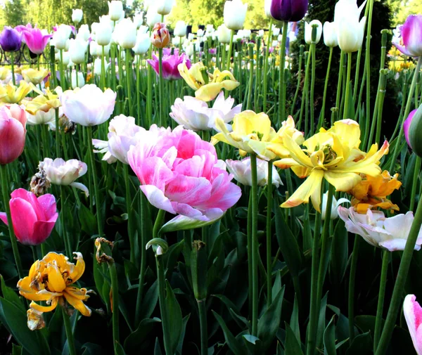 Färgglada Tulpaner Trädgård Blommar Grönt Närbild Vacker Natur Botanik Foto — Stockfoto