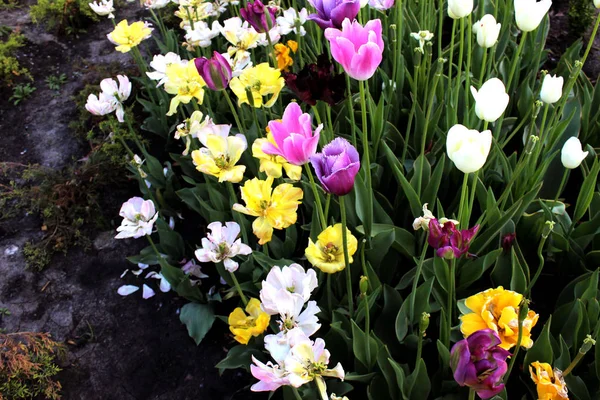 Färgglada Tulpaner Trädgård Blommar Grönt Närbild Vacker Natur Botanik Foto — Stockfoto