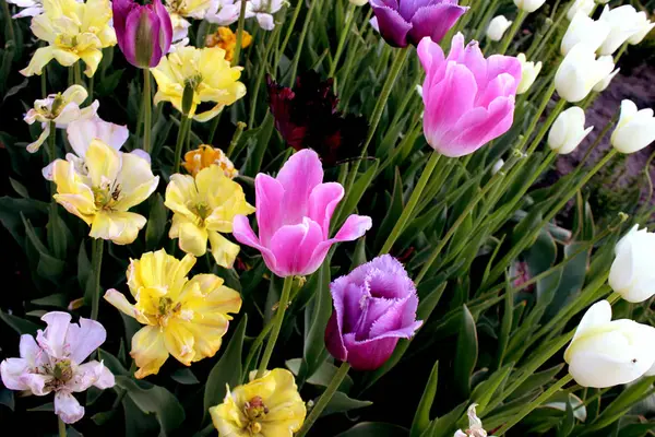Színes Tulipán Kert Virágzó Zöld Közelről Gyönyörű Természet Botanika Fotó — Stock Fotó