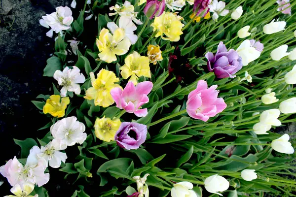 Красочные Тюльпаны Сад Цветет Зеленом Крупным Планом Красивая Природа Ботаники — стоковое фото