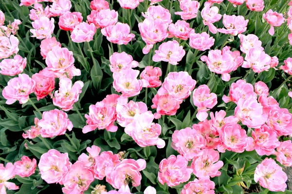 Giardino Tulipani Rosa Che Fiorisce Verde Vicino Bella Natura Botanica — Foto Stock