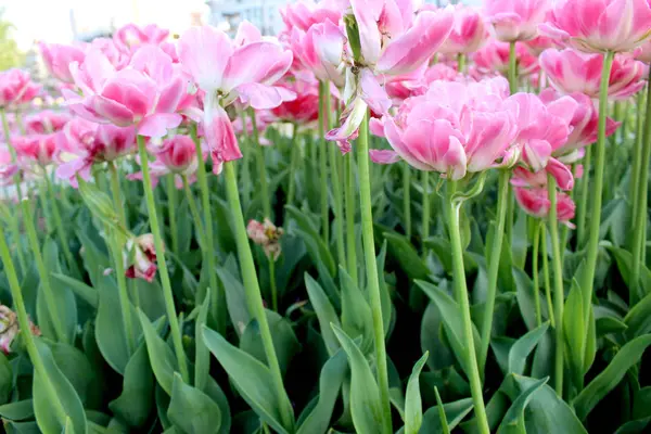 Rosa Tulpaner Trädgård Blommar Grönt Närbild Vacker Natur Botanik Foto — Stockfoto