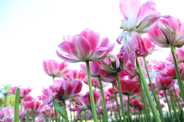 Pink Tulipán Kert Virágzó Zöld Közelről Gyönyörű Természet Botanika Fotó — Stock Fotó