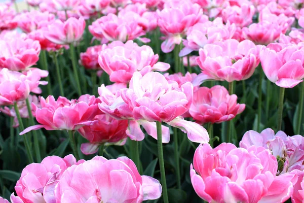 Pink Tulipán Kert Virágzó Zöld Közelről Gyönyörű Természet Botanika Fotó — Stock Fotó