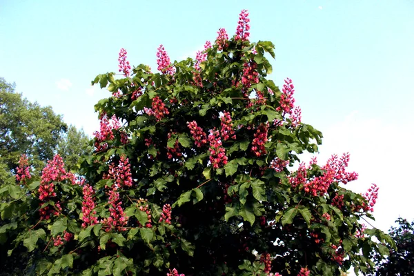 Blooming Chestnut Branches Pink Purple Flowers Close Spring Flowering Tree — Stock Photo, Image