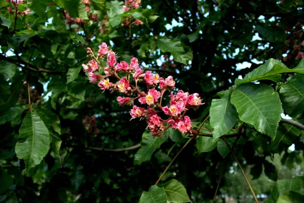 Kwitnące Gałęzie Kasztanowca Różowe Fioletowe Kwiaty Bliska Wiosna Kwitnące Drzewo — Zdjęcie stockowe
