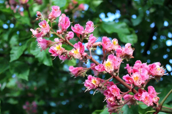 Virágzó Gesztenye Ágak Rózsaszín Lila Virágok Közelről Tavaszi Virágzó Sky — Stock Fotó
