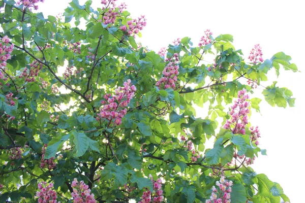 ピンクと紫の花で咲く栗の枝がクローズアップ 空の背景に春の開花木 — ストック写真