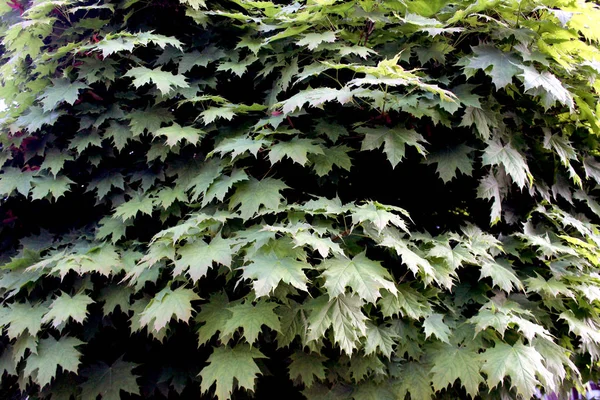 Maple Bladeren Groen Soortgelijke Textuur Close Natuur — Stockfoto