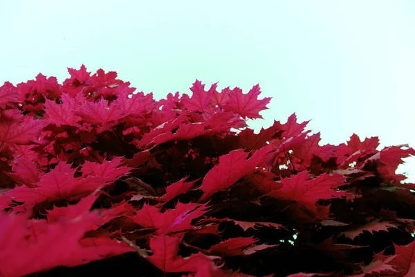 Maple Leaves Roze Rood Soortgelijke Textuur Close Natuur — Stockfoto