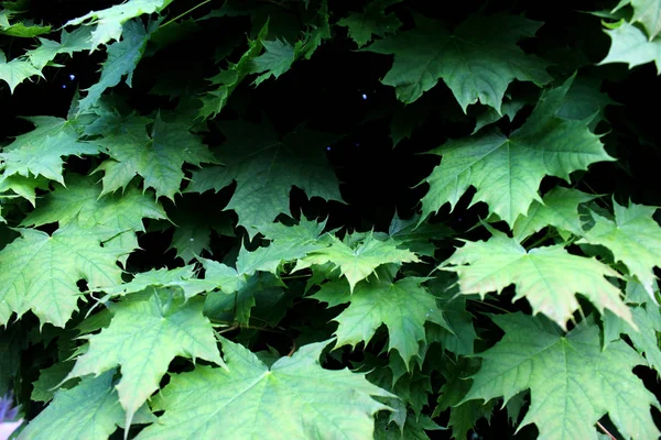 Folhas Bordo Verde Textura Semelhante Fechar Natureza — Fotografia de Stock