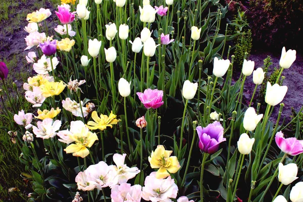 Tulipánok Színes Kert Virágzó Zöld Közelről Gyönyörű Természet Botanika Fotó — Stock Fotó