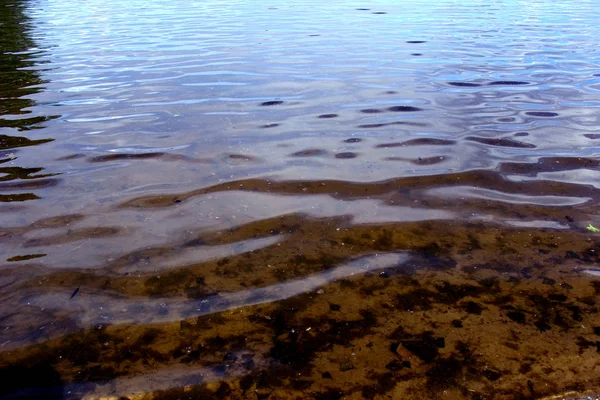 Водная Поверхность Озера Прозрачна Листьями Обломками — стоковое фото