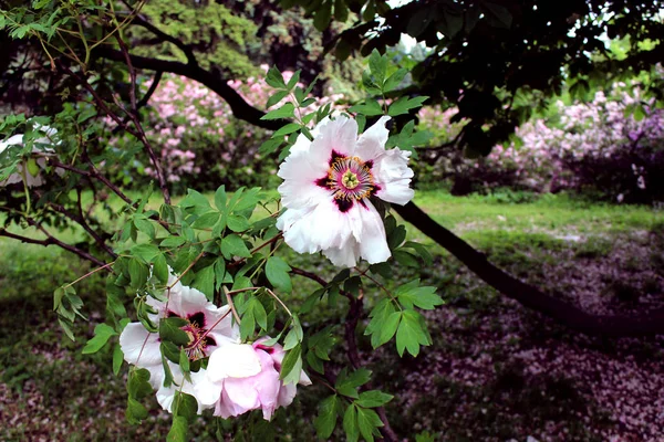 Tree peony close up similar. Purple pink flowers botany on a background of green leaves