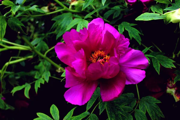 树牡丹特写相似 紫色粉红色的花朵植物学背景的绿叶 — 图库照片