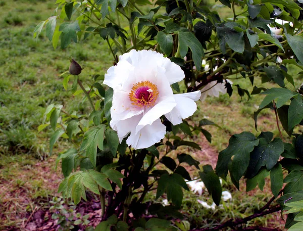 Peônia Árvore Perto Semelhante Botânica Flores Rosa Roxa Fundo Folhas — Fotografia de Stock