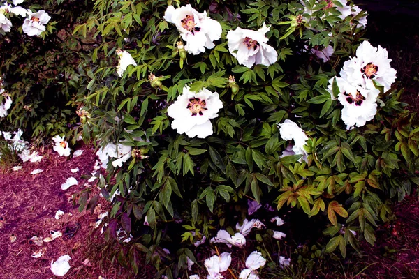 Tree peony close up similar. Purple pink flowers botany on a background of green leaves