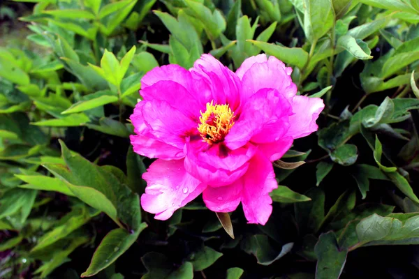 Peônia Árvore Perto Semelhante Botânica Flores Rosa Roxa Fundo Folhas — Fotografia de Stock