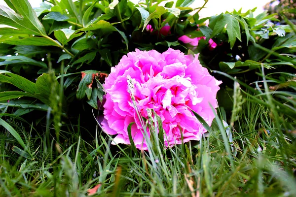 Peônia Árvore Perto Semelhante Botânica Flores Rosa Roxa Fundo Folhas — Fotografia de Stock