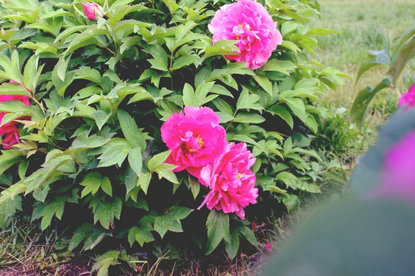 Peônia Árvore Perto Semelhante Botânica Flores Rosa Roxa Fundo Folhas — Fotografia de Stock