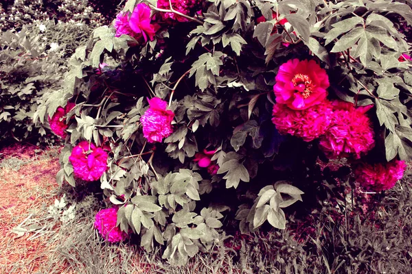 Träd Pion Närbild Liknande Lila Rosa Blommor Botanik Bakgrund Gröna — Stockfoto