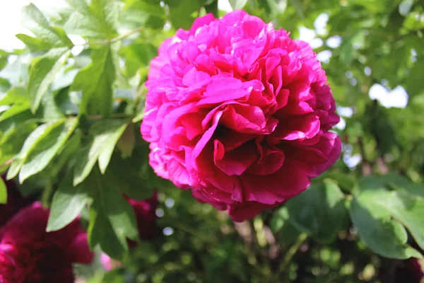 Peônia Árvore Perto Semelhante Botânica Flores Rosa Roxa Fundo Folhas — Fotografia de Stock