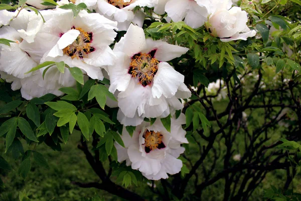 Peônia Árvore Perto Semelhante Botânica Flores Rosa Roxa Fundo Folhas — Fotografia de Stock