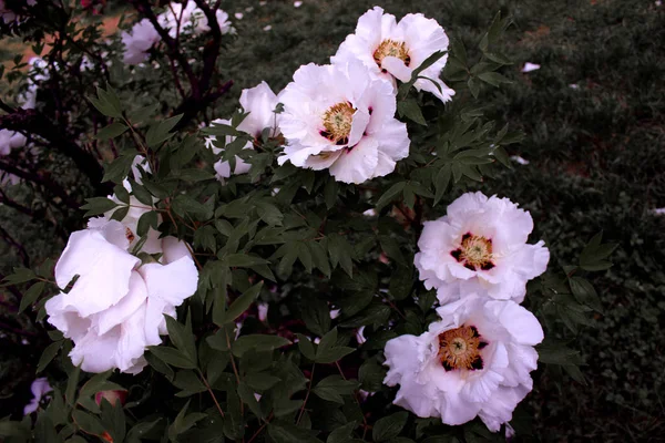 Peônia Árvore Perto Semelhante Botânica Flores Rosa Roxa Fundo Folhas — Fotografia de Stock